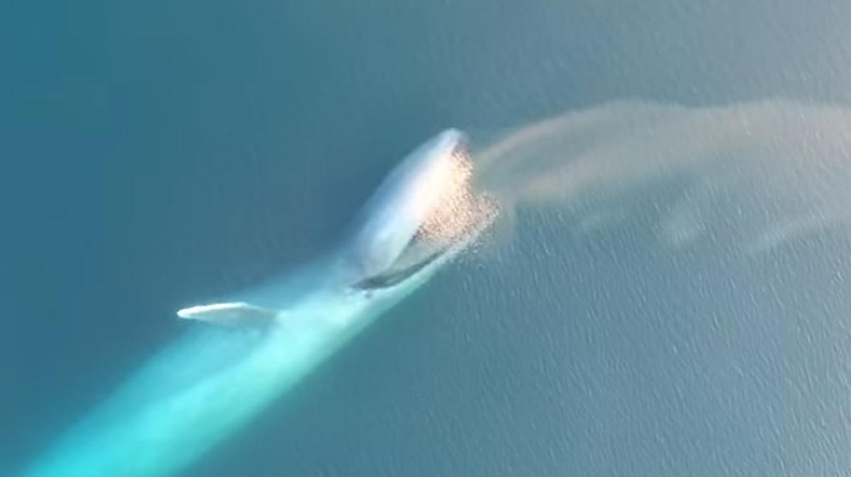 El animal más grande de la Tierra basa su dieta casi exclusivamente en kril.