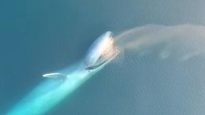 L’animal més gran de la Terra basa la seva dieta gairebé exclusivament en krill.