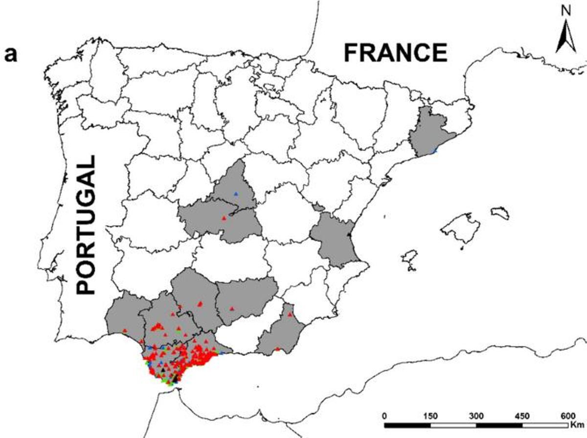 Área de distribución del avispón oriental