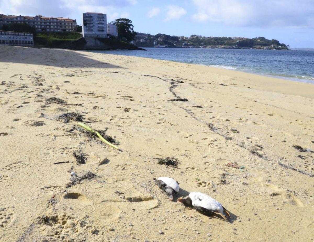 Un par de frailecillos muertos en la arena de la playa de Loureiro.