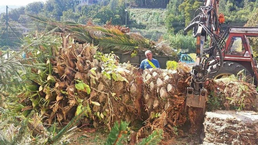 Una de las palmeras taladas en Marín. // S.A.