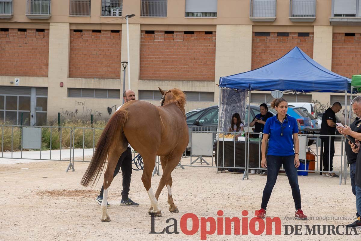 Control veterinario de los Caballos del Vino en Caravaca