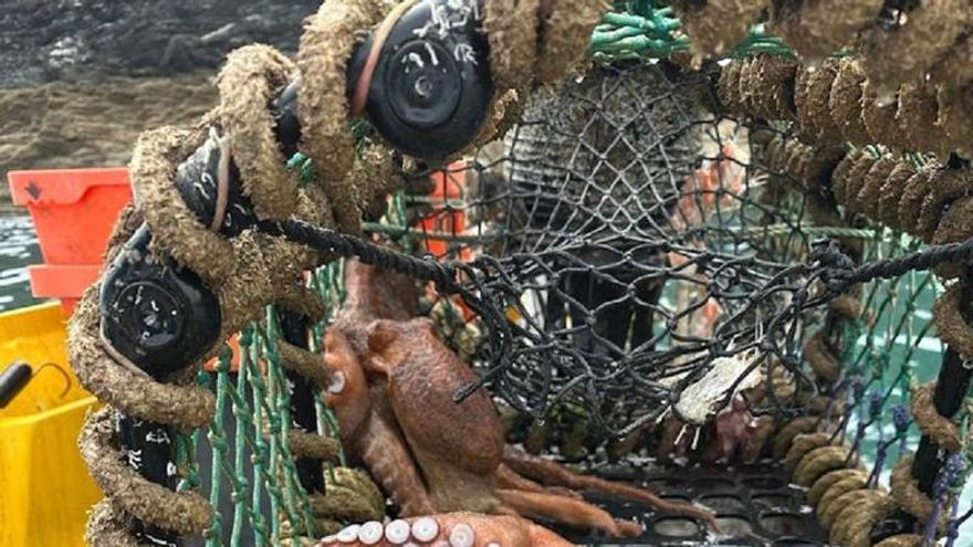 La «plaga» del pulpo impulsa el cierre de la pesquería de vieira en el sur de Inglaterra: «La depredación está teniendo un impacto negativo»