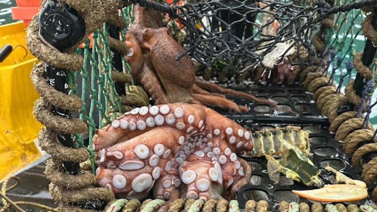 La «plaga» del pulpo impulsa el cierre de la pesquería de vieira en el sur de Inglaterra: «La depredación está teniendo un impacto negativo»