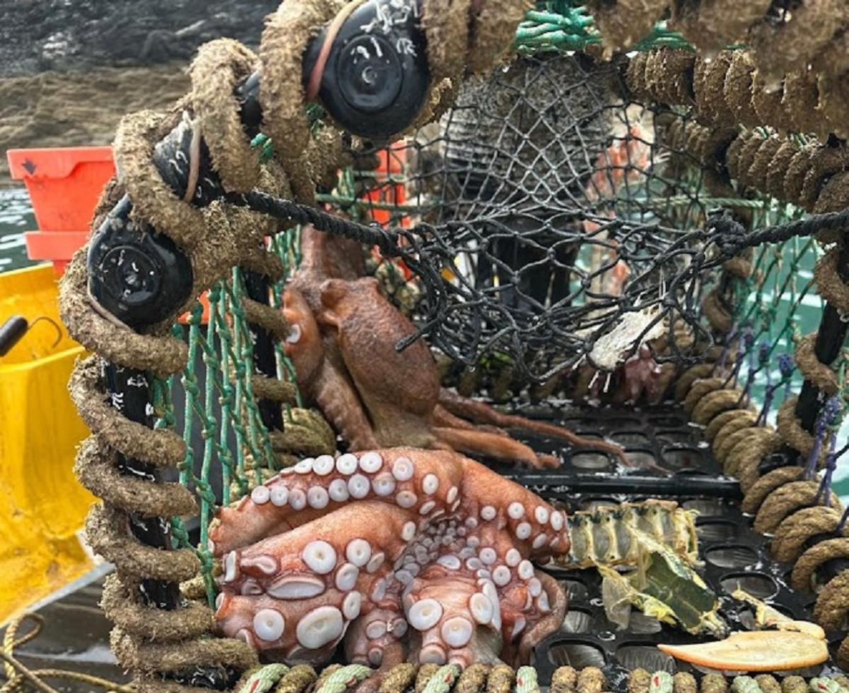 Ejemplares de pulpo hallados por los pescadores en el sur de Inglaterra.