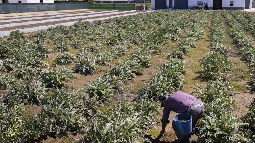 Estas son las acciones de Agricultura para reducir el consumo de agua en el campo valenciano