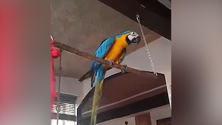 VÍDEO | Este es el guacamayo robado en una furgoneta en Palma que ha sido recuperado por la Policía Nacional