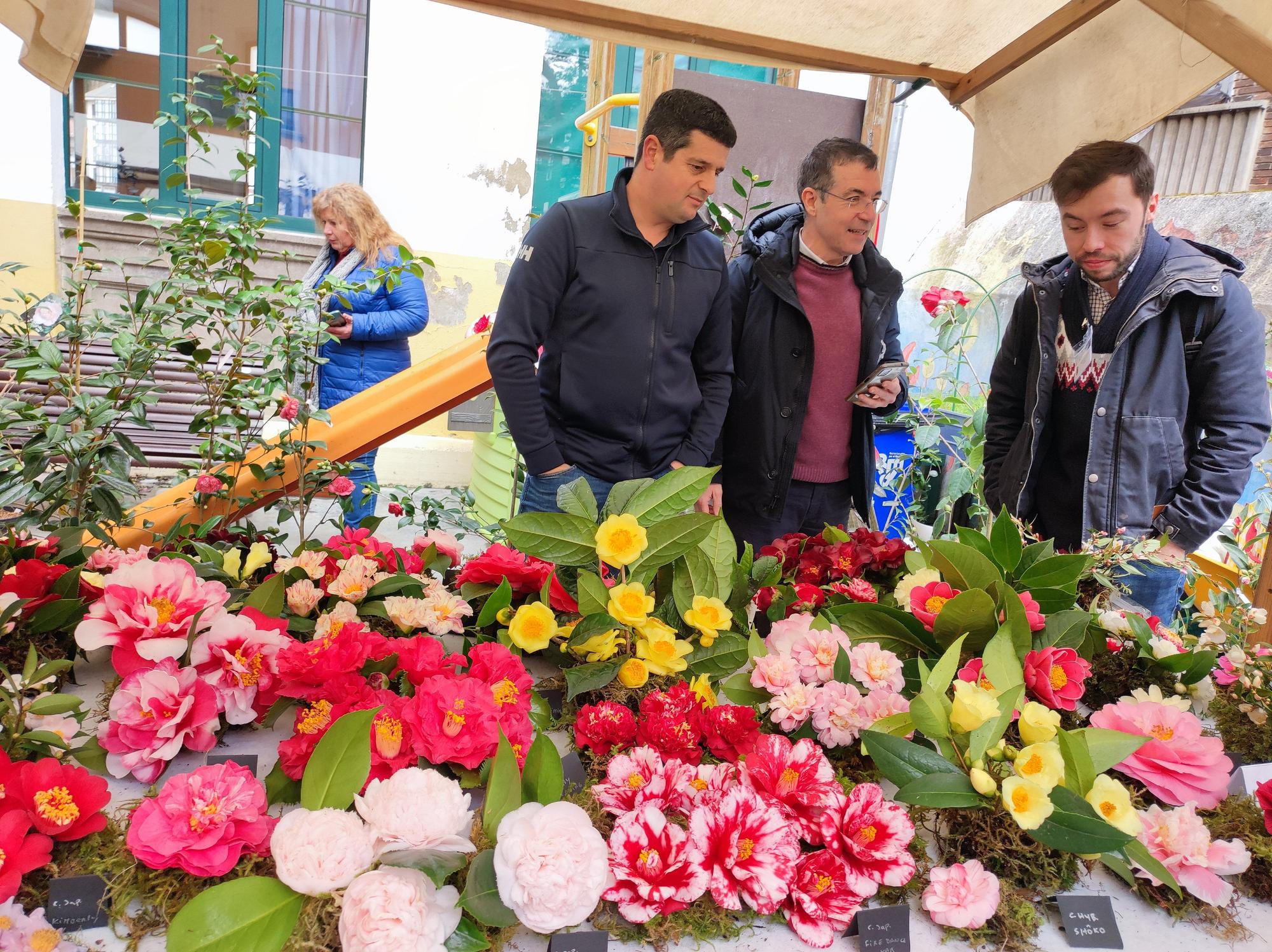 Las camelias llenan de color el colegio Padre Galo, de Luarca