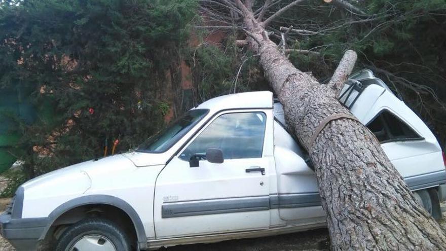 Un pino de 20 metros cae sobre un coche y una casa en Novelda