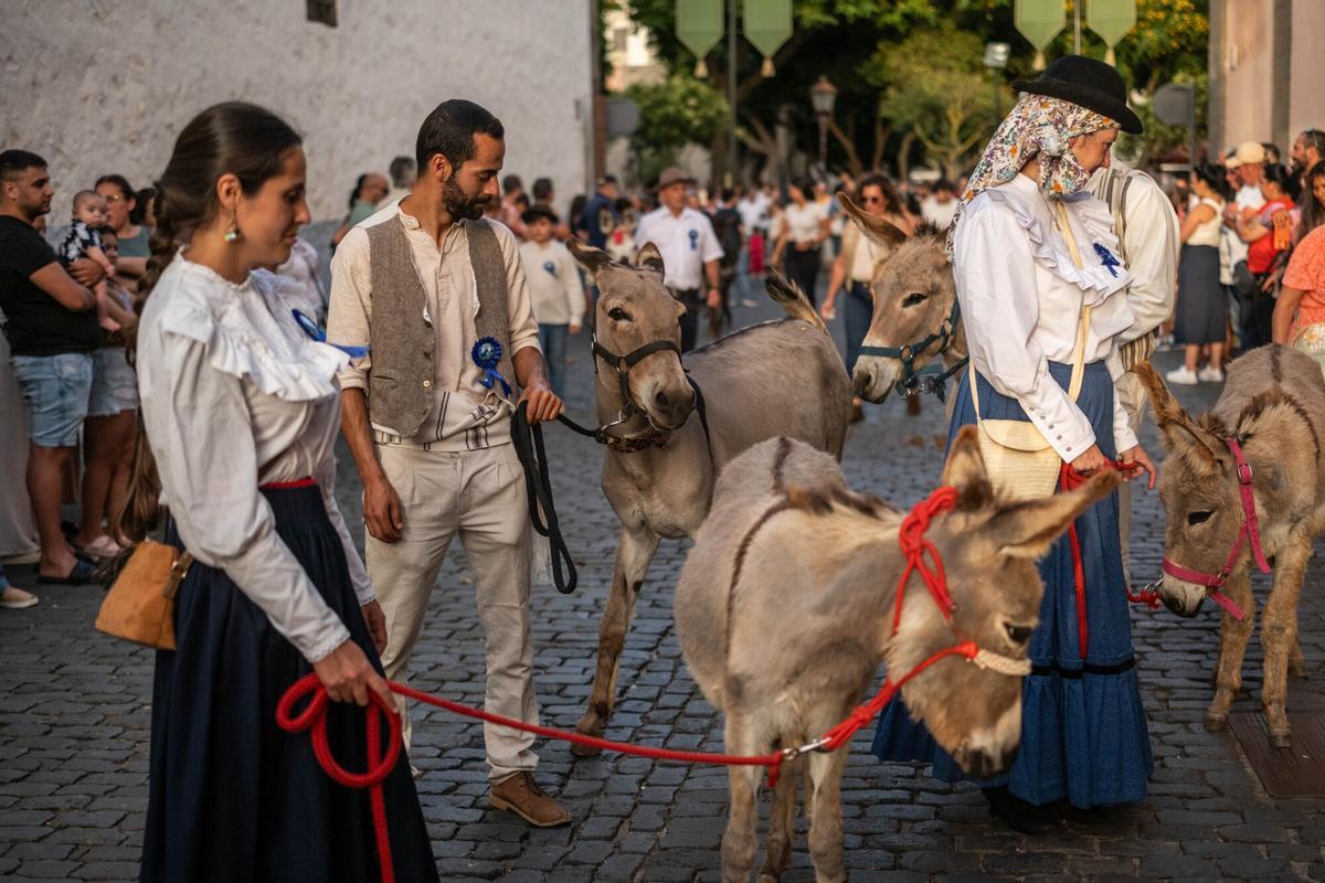 Noche de los Burros en La Laguna