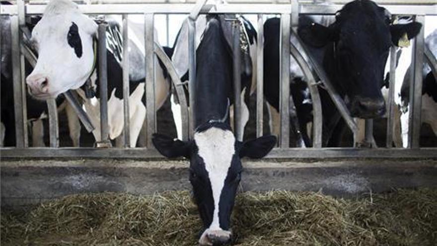 Ayudas para el fomento de razas autóctonas y para la leche