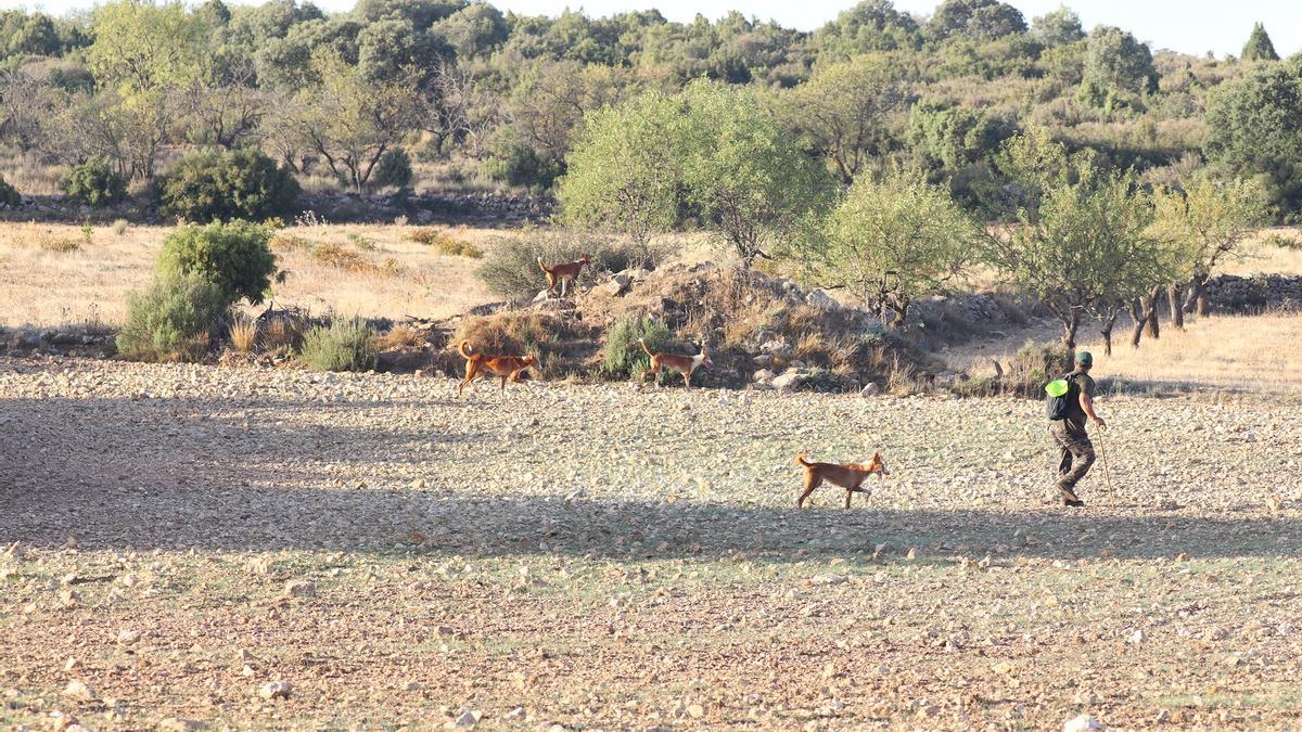 La Real Federación Española de Caza(RFEC)pide a los partidos con representación en el Congreso de los Diputados que retiren el proyecto de Ley Animalista.