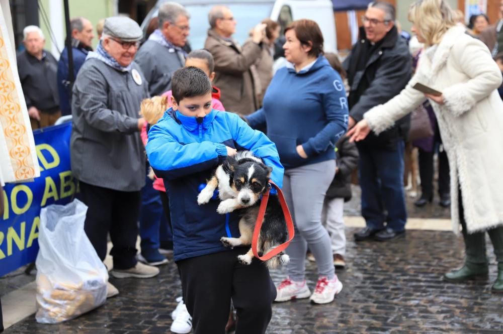 Bendición de animales en Paterna.