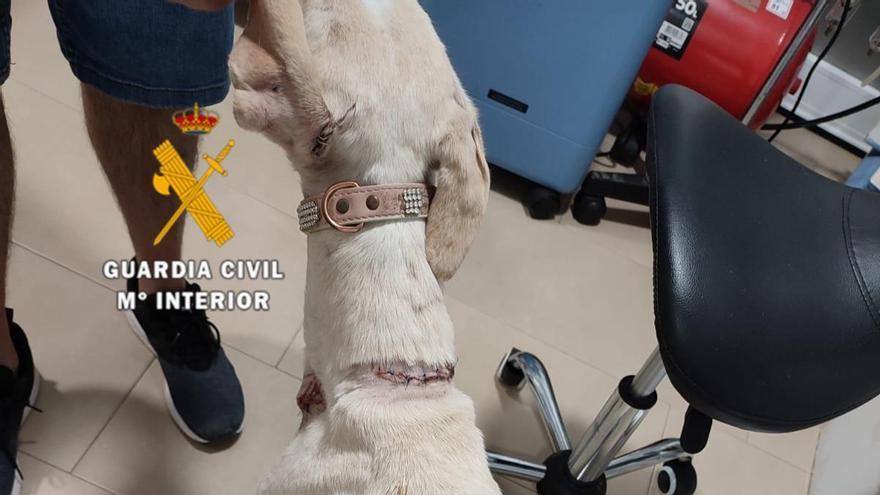 Acuchilla a su perro en Málaga y la Guardia Civil le investiga por maltrato animal