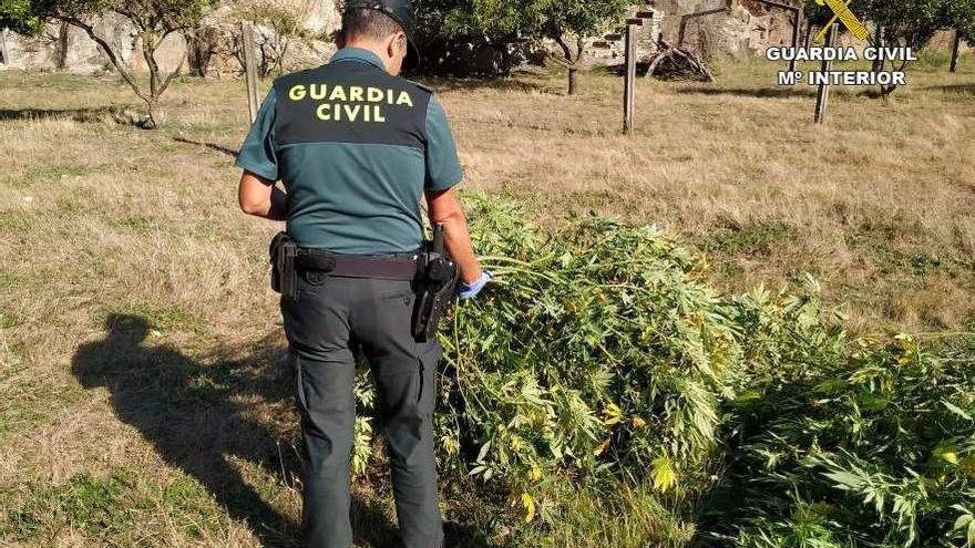 Las plantas de marihuana aprehendidas por la Guardia Civil. // FdV