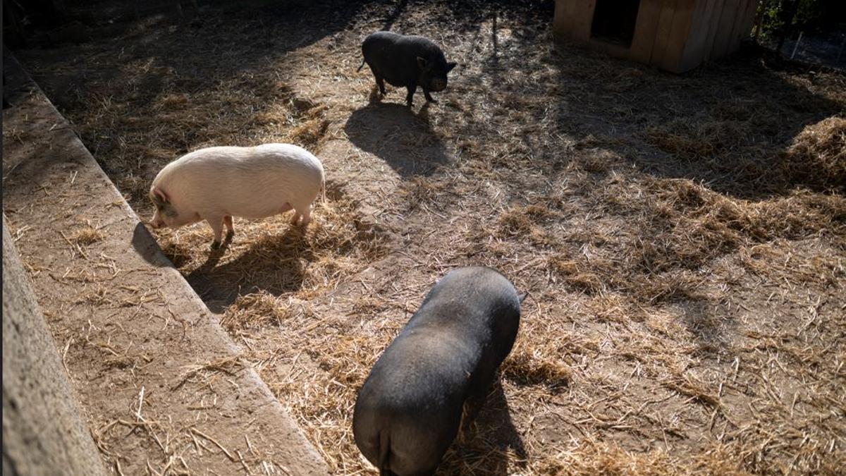 Tres porcs en una granja.