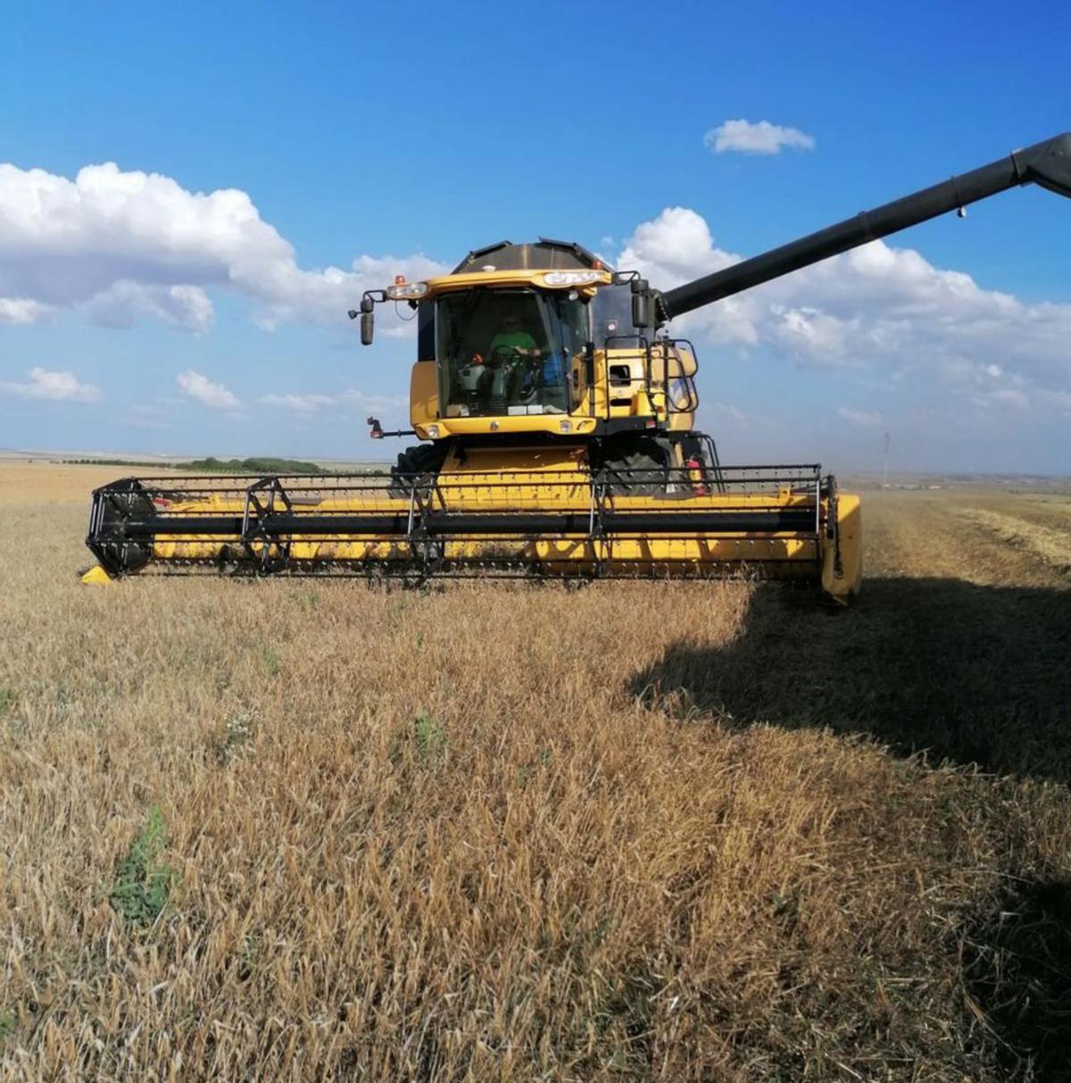 Una máquina cosechando en la Tierra de Campos. | Cedida