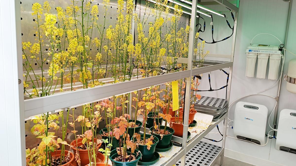 Plantas cultivadas en el campus para realizar los ensayos.
