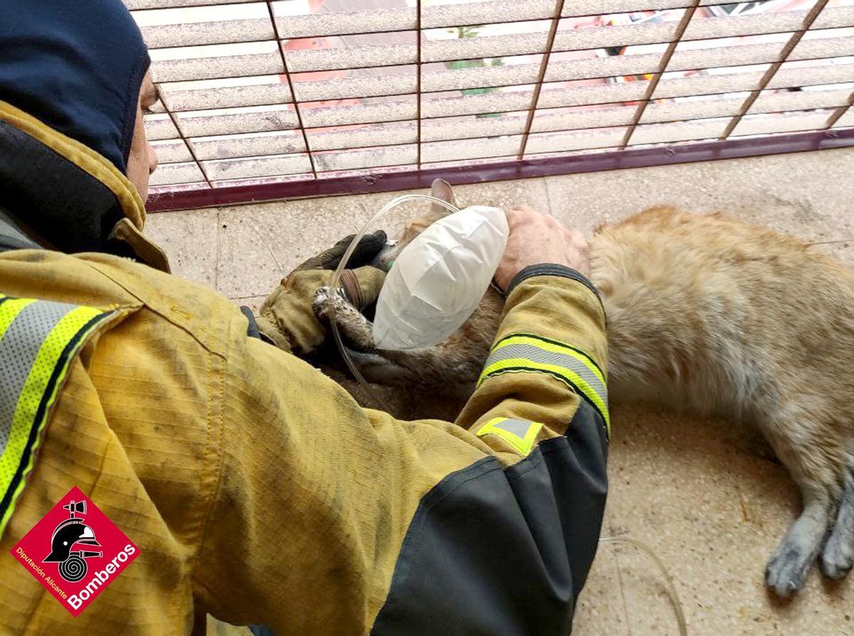 Un bombero auxilia a uno de los gatos rescatados en Benidorm.