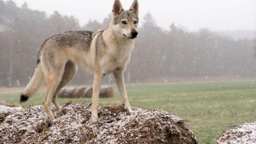 Perro Lobo Checoslovaco: una de las razas de perros más exclusivas