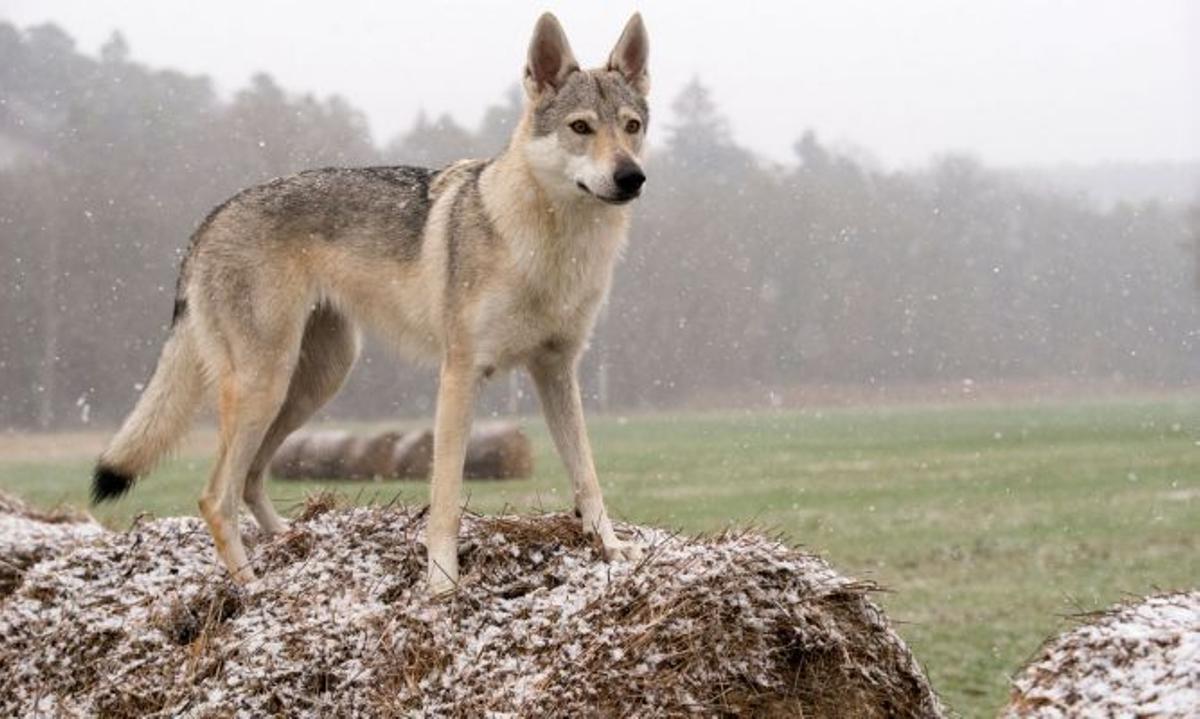 Perro Lobo Checoslovaco: una de las razas de perros más exclusivas