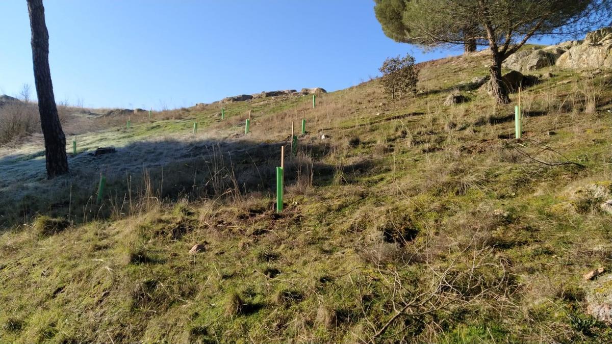 Resultados del plan Renaturaliza en el bosque de Valorio de Zamora: plantación de 4.400 árboles