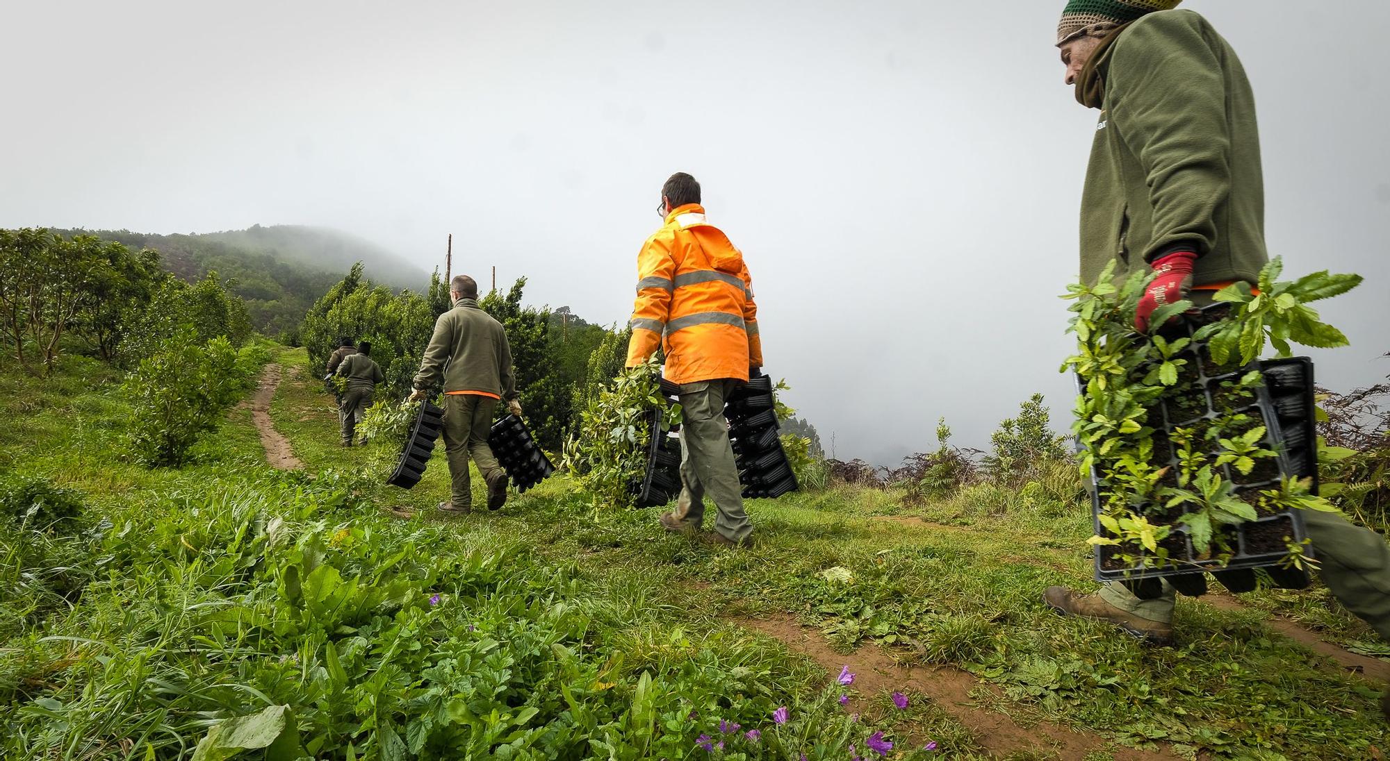 Las medianías de Gran Canaria tras las lluvias de enero