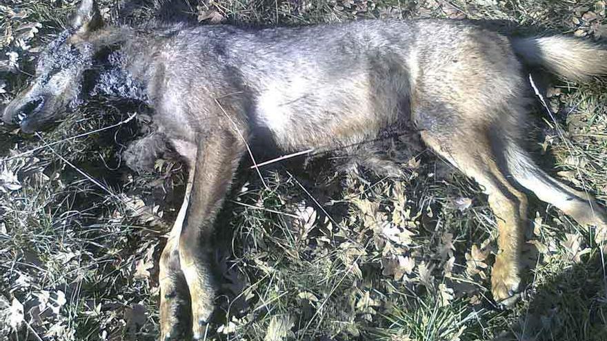 Loba muerta hallada en el término de Manzanal de Arriba.