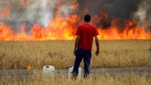 Un pastor observa cómo las llamas del incendio en Zamora arrasan un campo de trigo entre Tábara y Losacio, este lunes.
