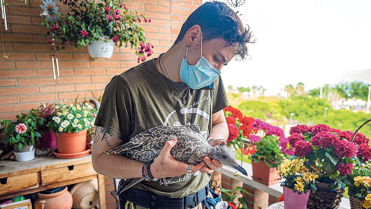 El técnico Pol Adán, con una cría de gaviotapatiamarilla en una terraza del barrio de la Vila Olímpica.