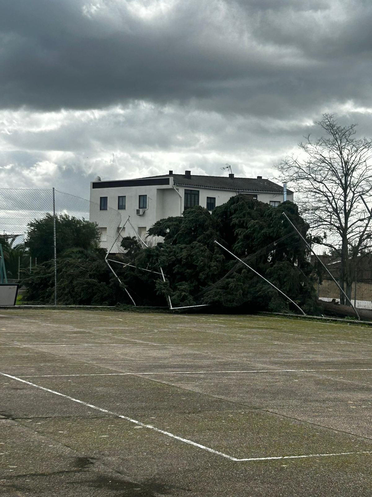Fotogalería | Así ha afectado la borrasca Kristin en Garrovillas de Alconétar Fotogalería | Así ha afectado la borrasca Kristin en Garrovillas de Alconétar