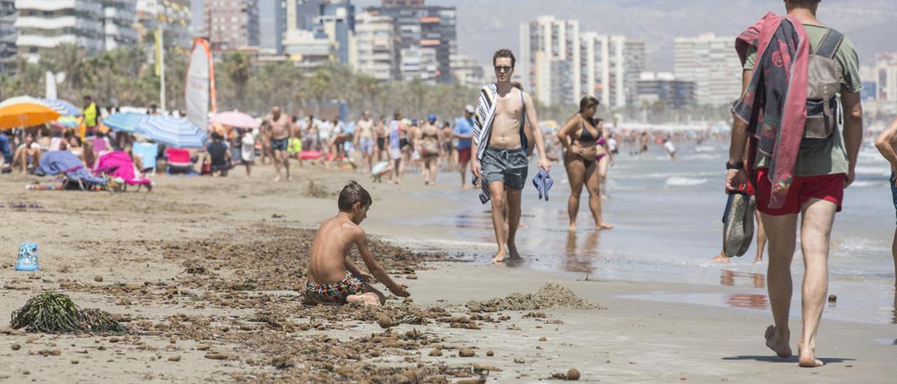 La playa de San Juan, en Alicante, presenta varios tramos con una gran acumulación de algas en sus orillas.