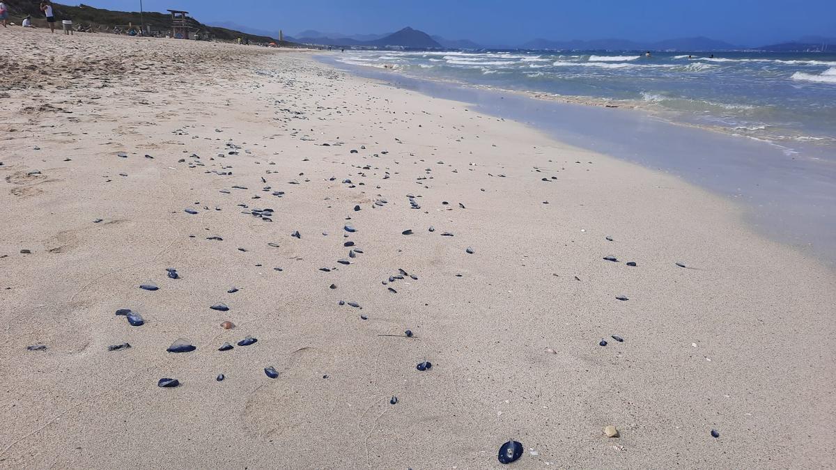 Tausende Segelquallen: So sah es am Ostersonntag (17.4.) an der Playa de Muro aus.