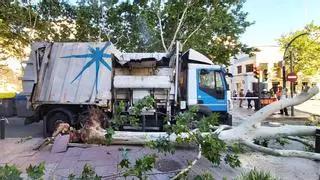 Un camión de la basura tira al suelo un árbol de grandes dimensiones en L'Hospitalet