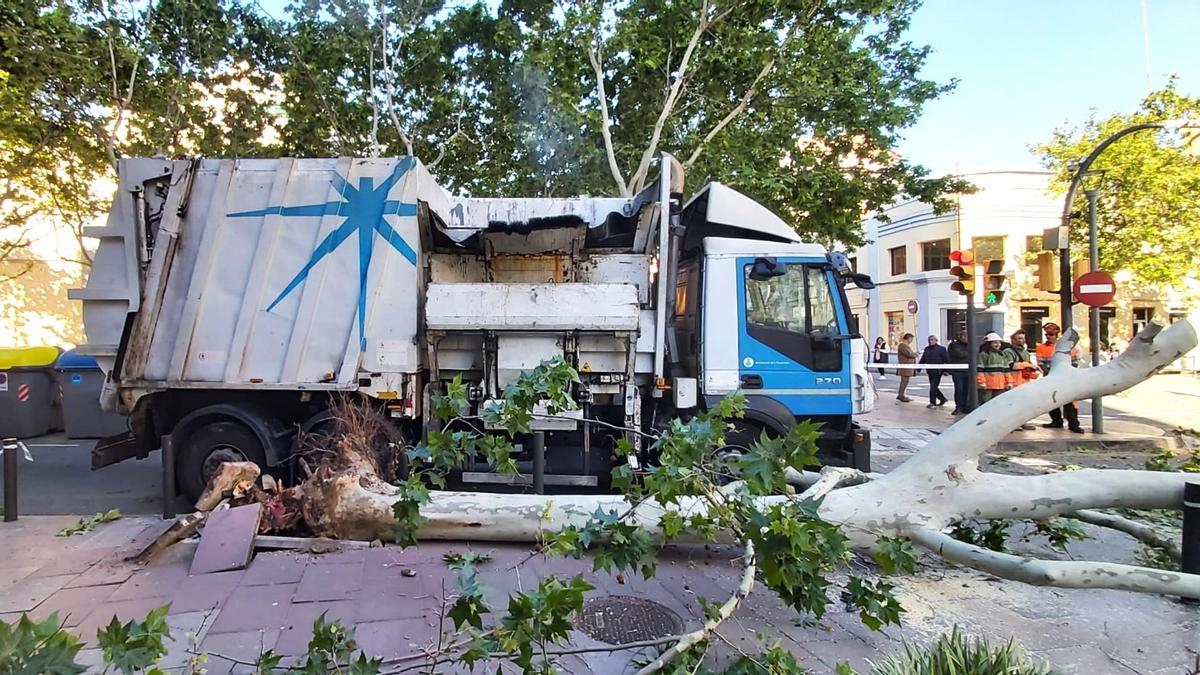 Un árbol caído en el centro de L'Hospitalet.