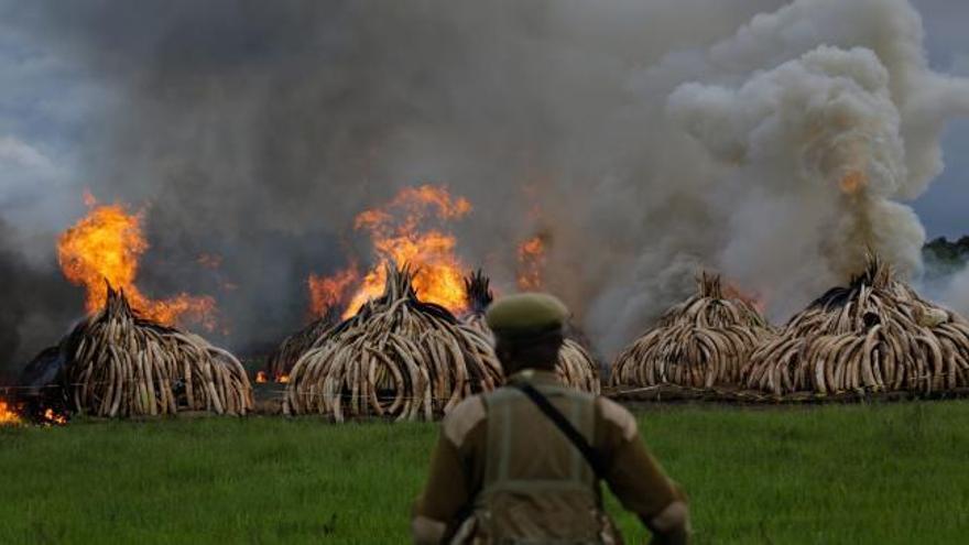 Kenia quema los colmillos de 6.700 elefantes cazados para el tráfico de marfil