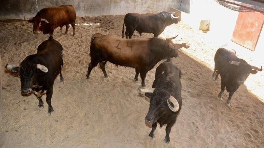 Los toros recién desembarcados en la plaza de Pontevedra (arriba) y aficionados adquiriendo entradas en taquillas. // Rafa Vázquez