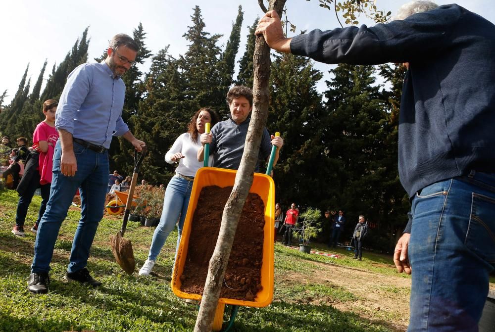 Los palmesanos siembran 300 árboles y plantas arbustivas en el parque de Sa Riera