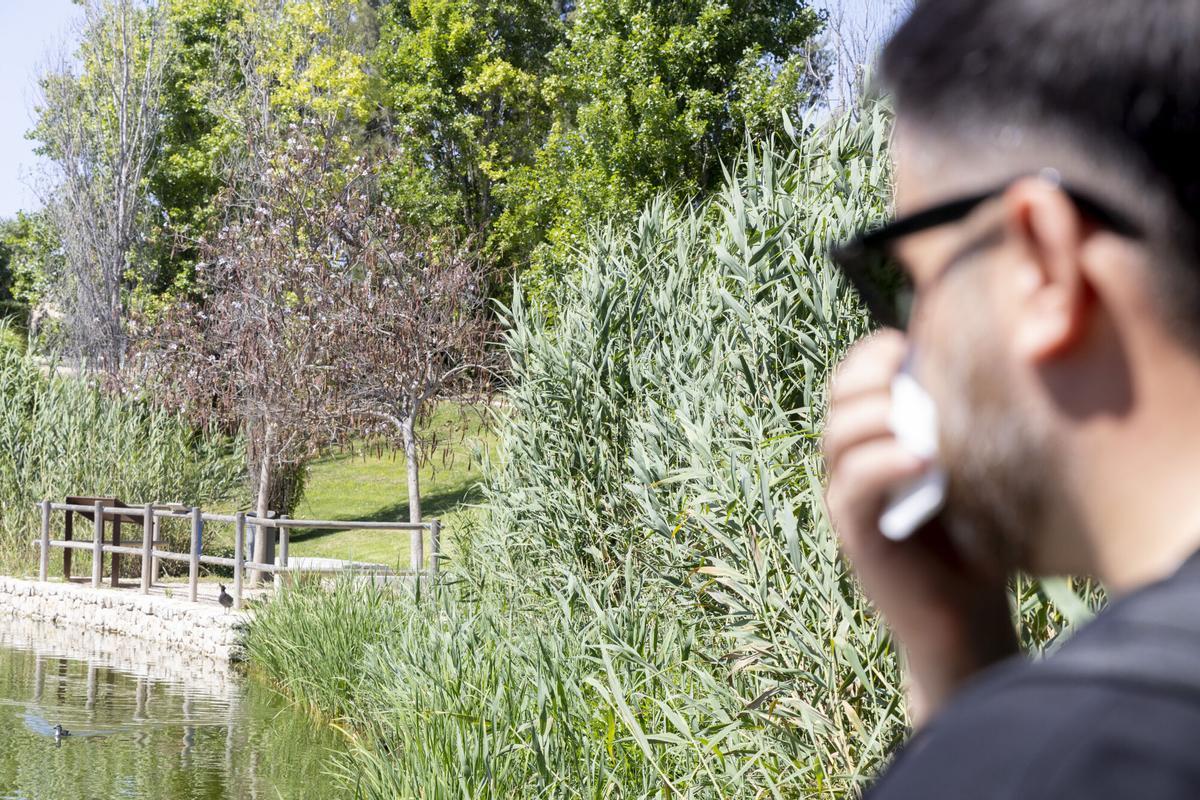 ALICANTE. ALERGIAS GRAMINEAS PRIMAVERA