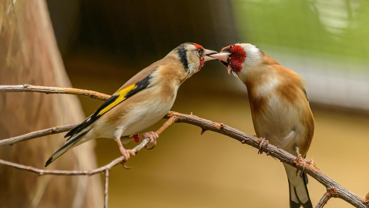 Una femella de cadernera europea dona menjar a la seva cria.