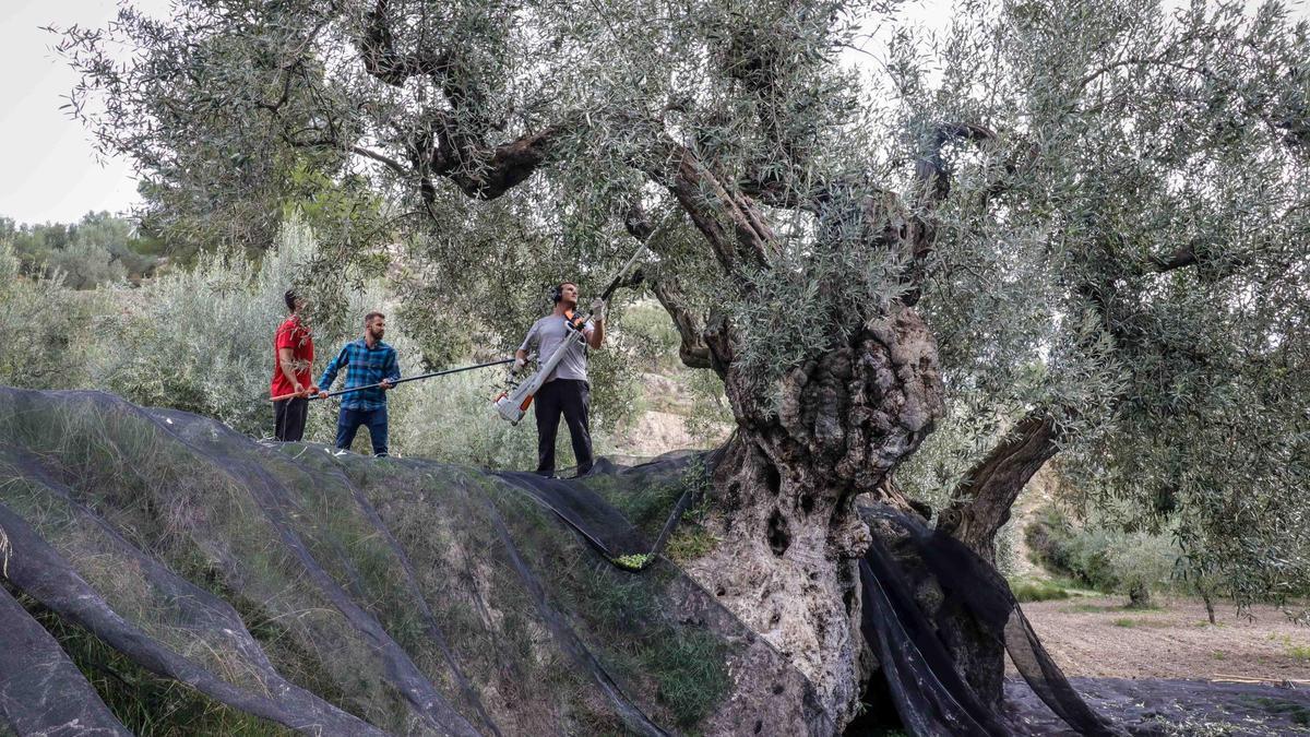 Recolección de aceitunas de olivos milenarios en los valles de Seta y Travadell.