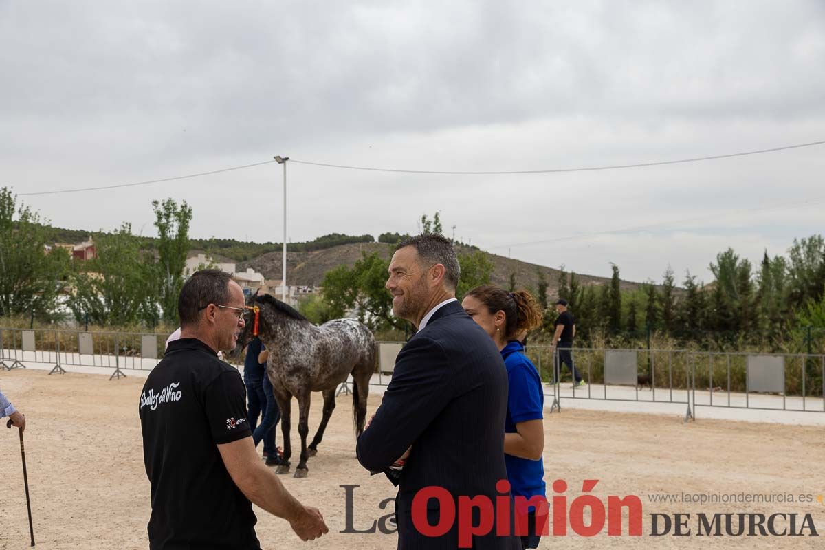 Control veterinario de los Caballos del Vino en Caravaca