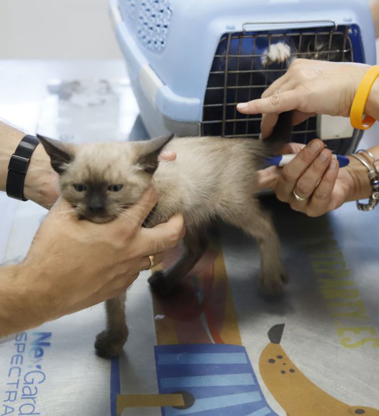 Un cachorro de gato pasando revisión veterinaria.