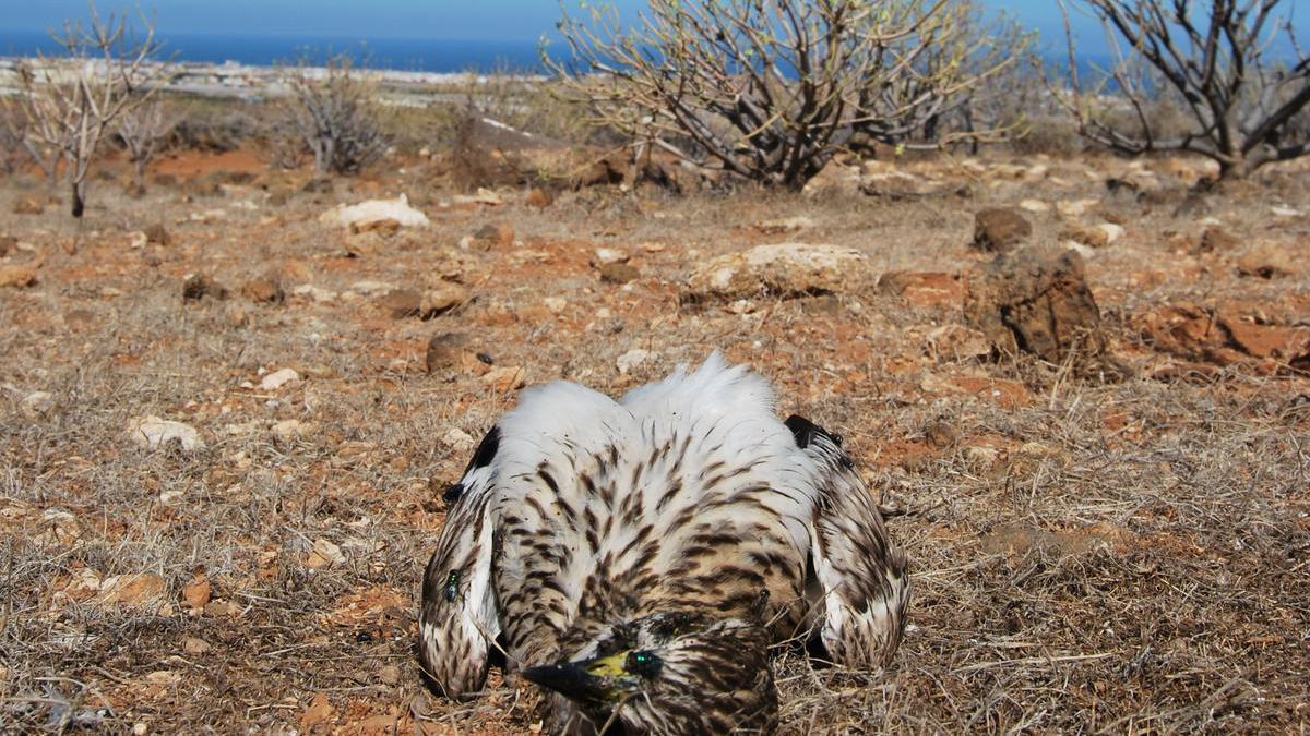 Cadáver de un alcaraván en un parque eólico del Sureste de Gran Canaria