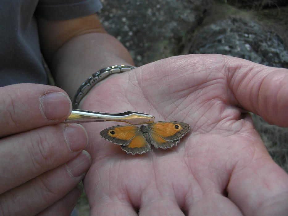 Pinoso identifica 60 especies de mariposas