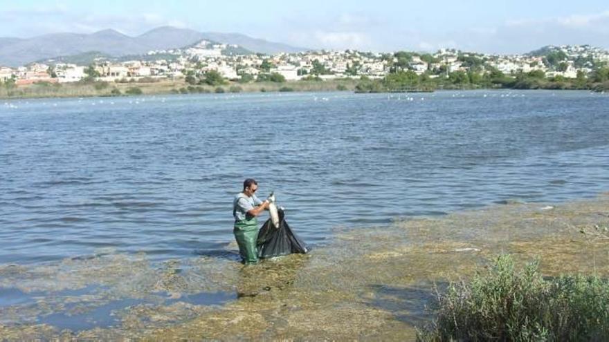 El calor y la sequía dejan cientos de peces muertos en Les Salines de Calp