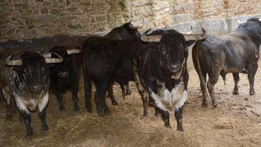 Toros que serán lidiados mañana en la corrida mixta. // Rafa Vázquez