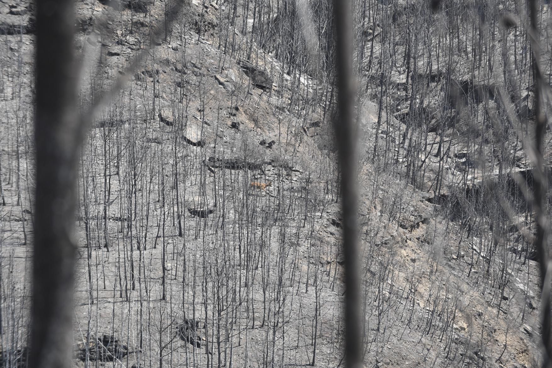 Així ha afectat el foc les tines de la Vall del Flequer