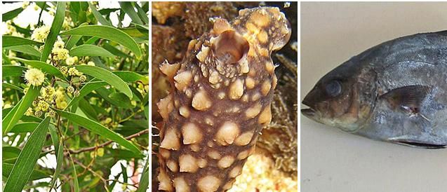 Desde la izquierda: acacia negra, "Styela clava" y medregal negro