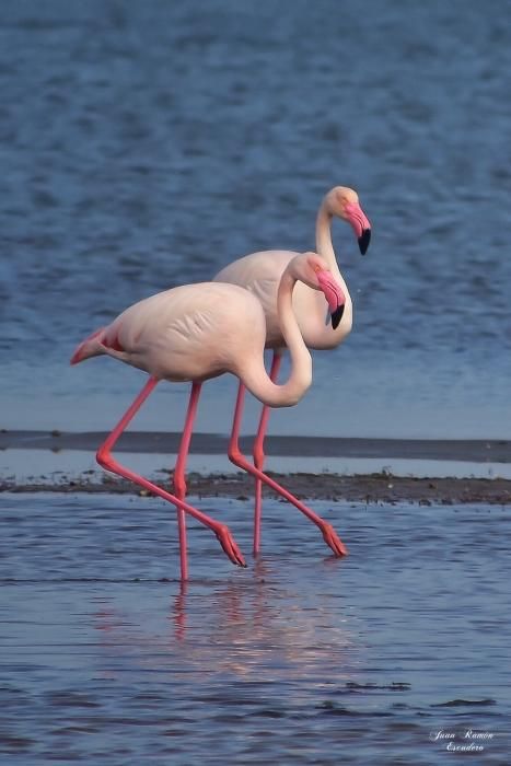 Flamencos en el Mar Menor